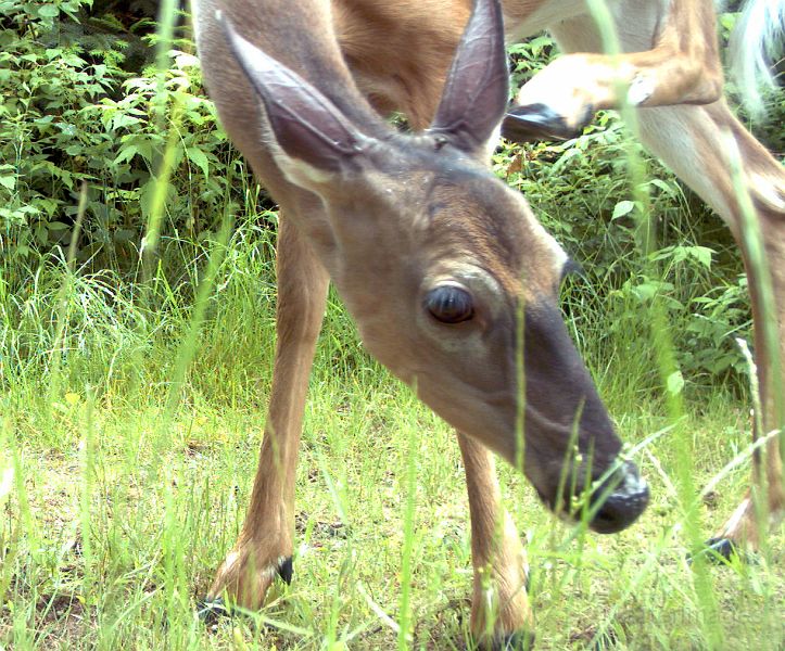Deer_070111_1210hrs.jpg - White-tailed Deer (Odocoileus virginianus)